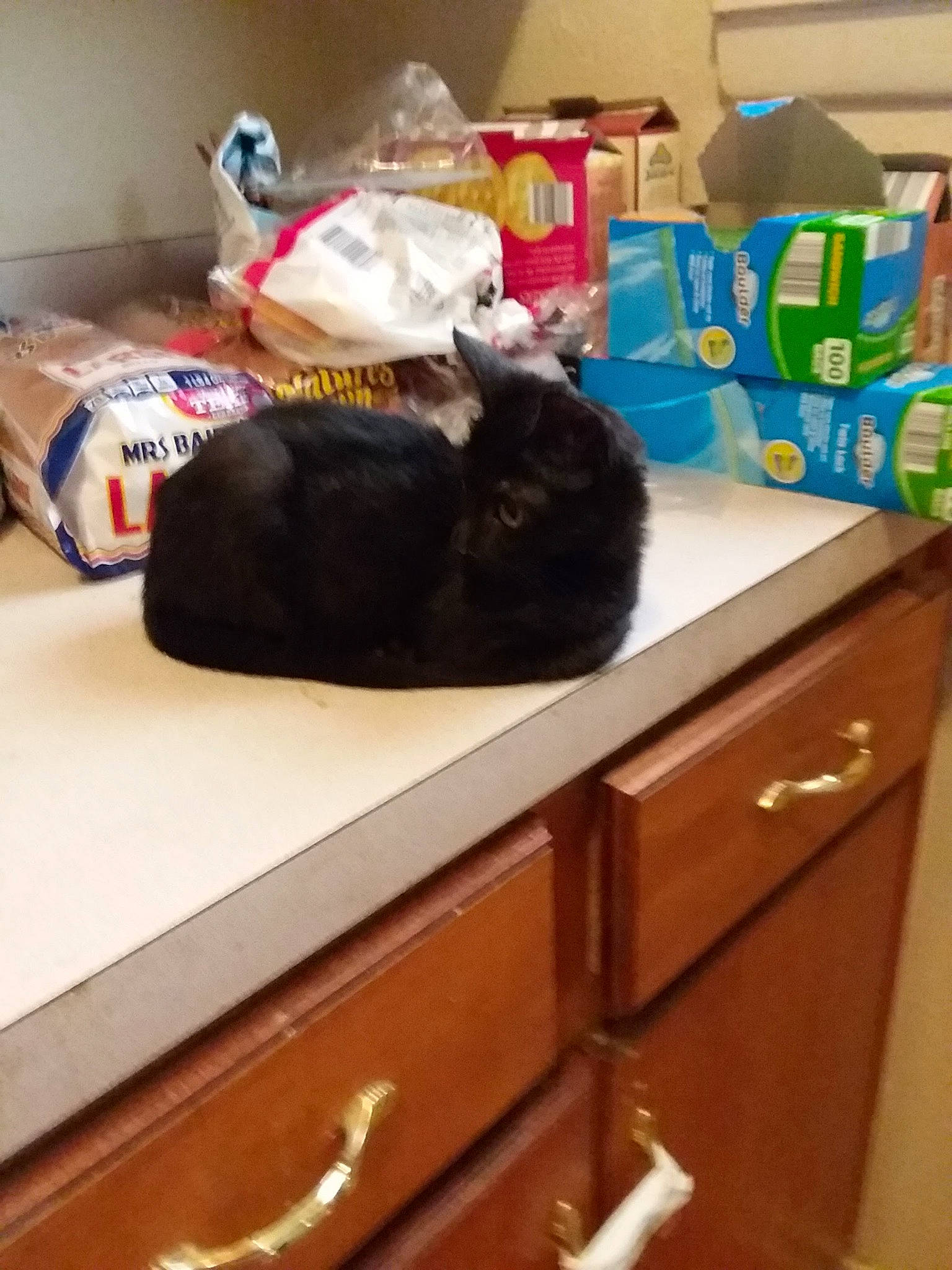 Midnight joined the competition — help win amazing prizes! bag, box, cabinetry, carnivore, cat, comfort, drawer, dresser, felidae, hardwood, linens, luggage_and_bags, rectangle, room, shipping_box, small_to_medium_sized_cats, table, textile, wood, wood_stain