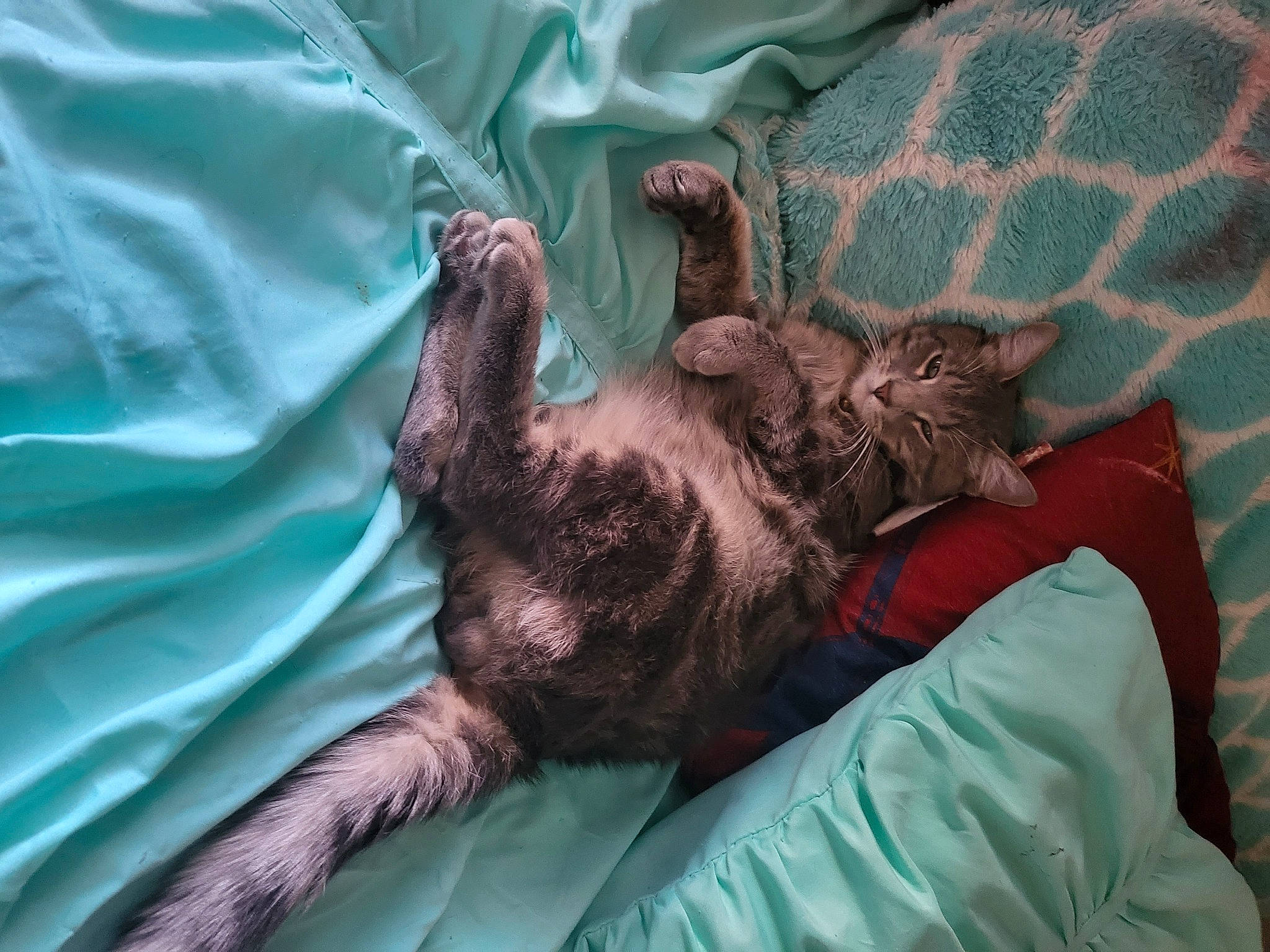 Maverick joined the competition — help win amazing prizes! bed, bedding, black_cat, carnivore, cat, claw, comfort, domestic_short_haired_cat, felidae, fur, gesture, linens, liver, pattern, paw, room, small_to_medium_sized_cats, tail, textile, whiskers