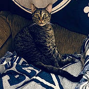 Rip joined the competition — help win amazing prizes! cat, tabby_cat, pet, indoor, furniture, blanket, couch, striped, animal, whiskers, tail, ears, sitting, cozy, domestic, feline, curious, home, relaxed, eye_contact