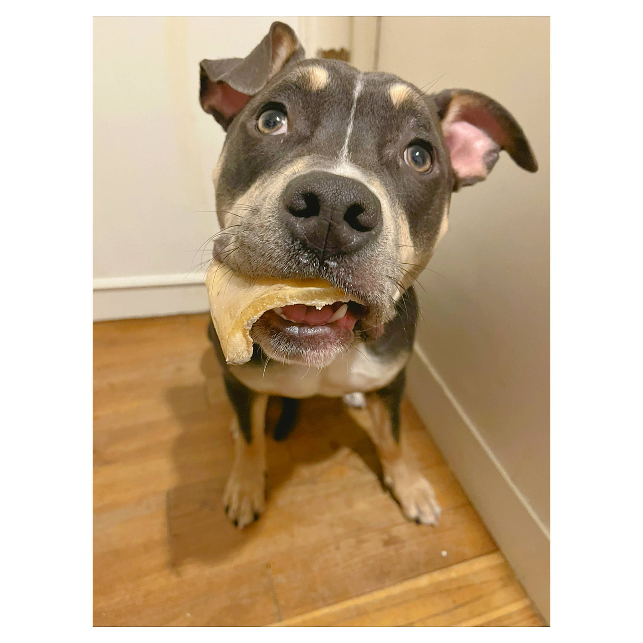 Taïga participe au concours pour gagner de l'argent avec cette photo : art, carnivore, companion_dog, dog, dog_breed, fawn, flooring, fur, jaw, liver, metal, non_sporting_group, pet_supply, rectangle, snout, sporting_group, terrestrial_animal, whiskers, wood, working_animal