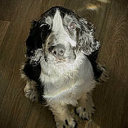Ajax participe au concours pour gagner de l'argent avec cette photo : adorable, animal, black_and_white, cute, dog, ears, fluffy, fur, indoor, light, looking_up, nose, pet, portrait, puppy, shadow, sitting, whiskers, wooden_floor, young