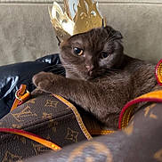 Ferrari participe au concours pour gagner de l'argent avec cette photo : accessory, black_jacket, brown_cat, cat, close_up, couch, crown, designer_bag, domestic_cat, feline, fur, gold_crown, handbag, indoor, louis_vuitton_pattern, luxury, pet, relaxed, resting, sofa
