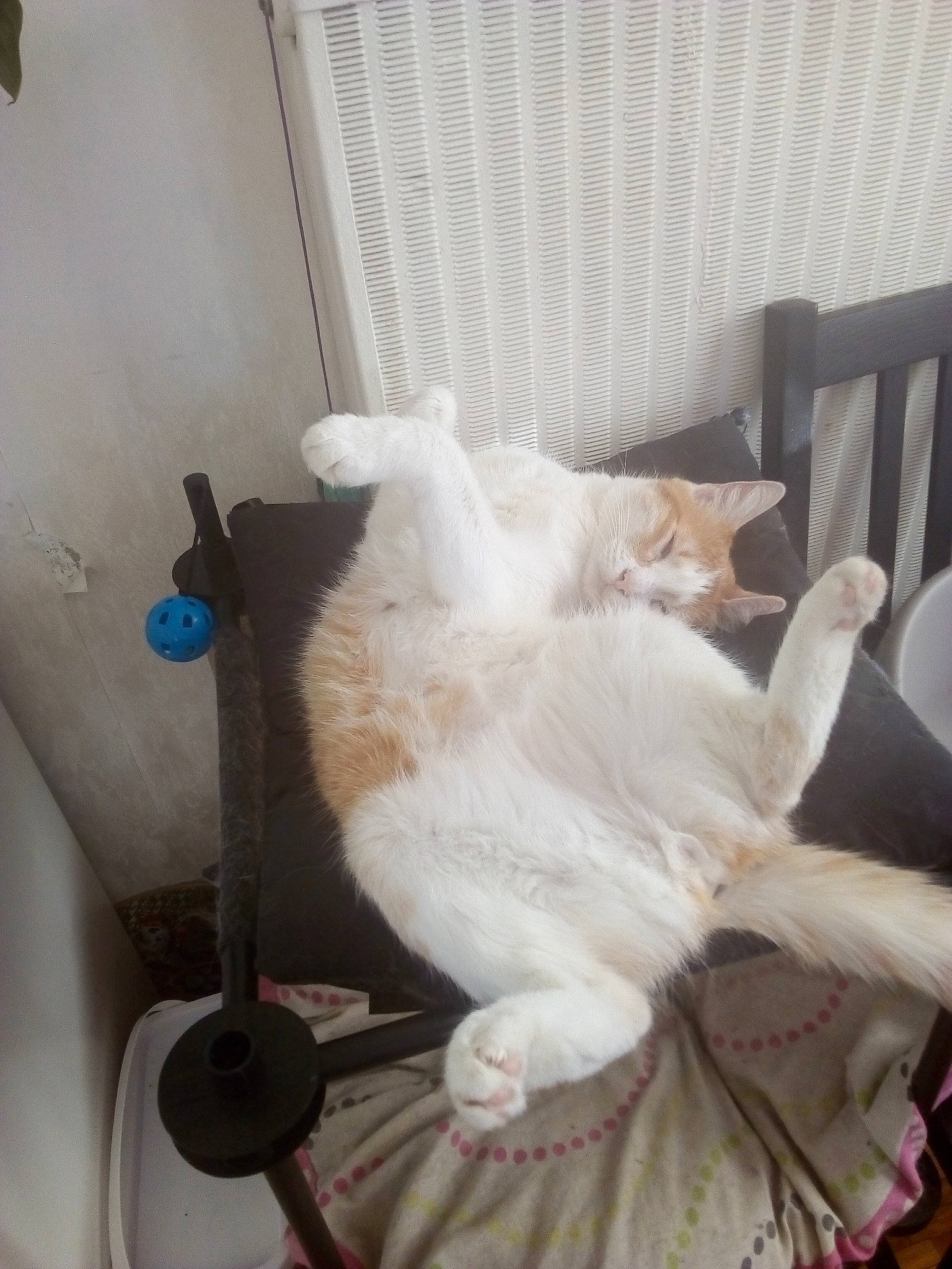 Potiron participe au concours pour gagner de l'argent avec cette photo : carnivore, cat, chair, comfort, companion_dog, domestic_short_haired_cat, door, fawn, felidae, flooring, fur, interior_design, linens, paw, room, small_to_medium_sized_cats, tail, whiskers, window_treatment, wood