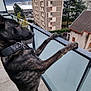 Venom a rejoint le concours — aidez-le/la à gagner de superbes lots ! dog, brindle, balcony, urban, buildings, cloudy_sky, railing, curious, pet, outdoor, standing, side_view, collar, concrete_floor, tree, residential, apartment, daytime, canine, looking_out
