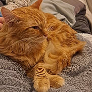 Nala a rejoint le concours — aidez-le/la à gagner de superbes lots ! blanket, cat, comfort, couch, cozy, cushion, domestic_animal, feline, fluffy, fur, indoor, orange_cat, paw, pet, plush_toy, relaxed, resting, sleepy, soft_texture, warm