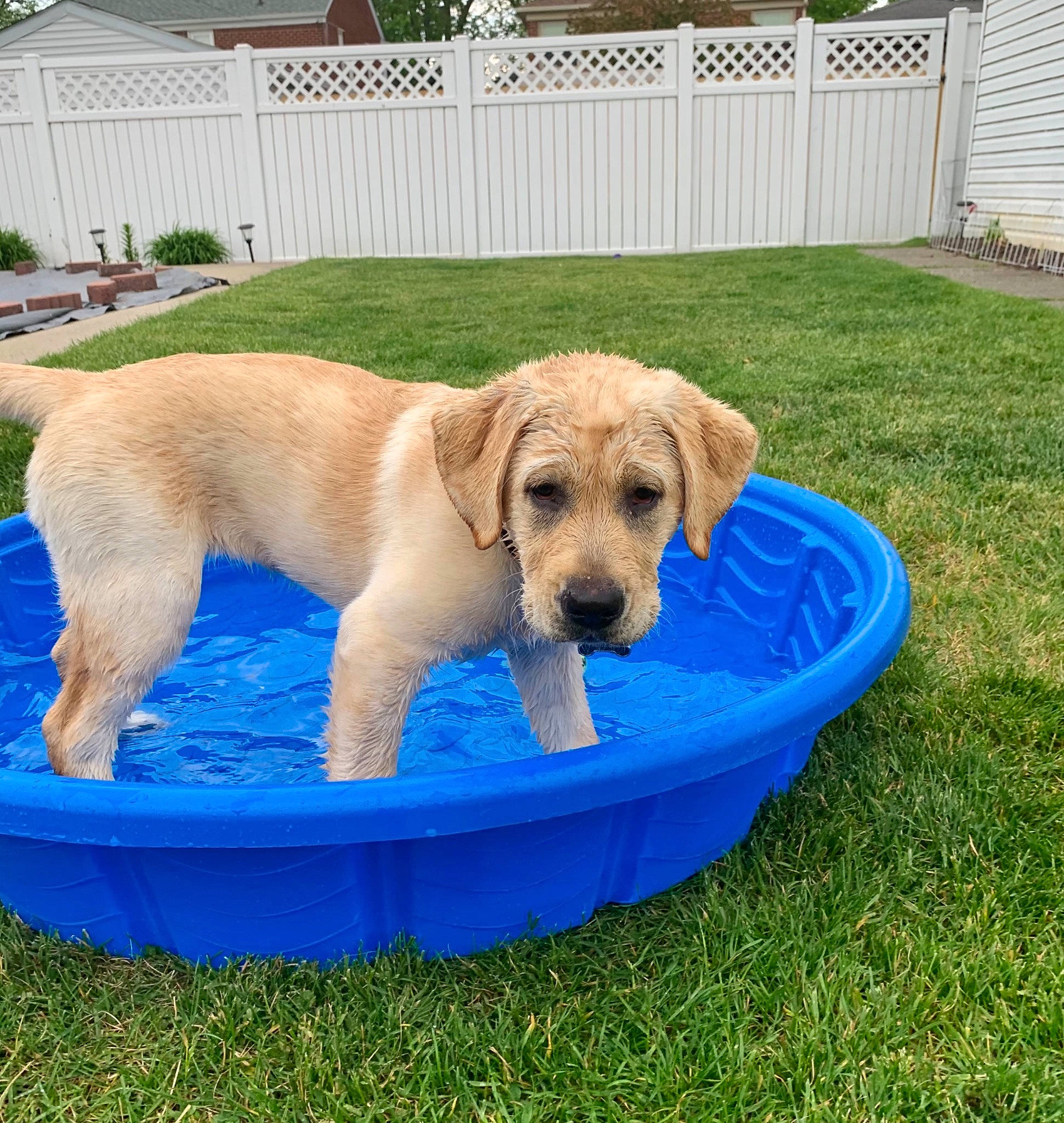 Happy joined the competition — help win amazing prizes! canidae, carnivore, chair, companion_dog, dog, dog_breed, dog_supply, dog_toy, fawn, fence, grass, home_fencing, mammal, pet_supply, plant, sporting_group, tail, vertebrate, water, working_animal