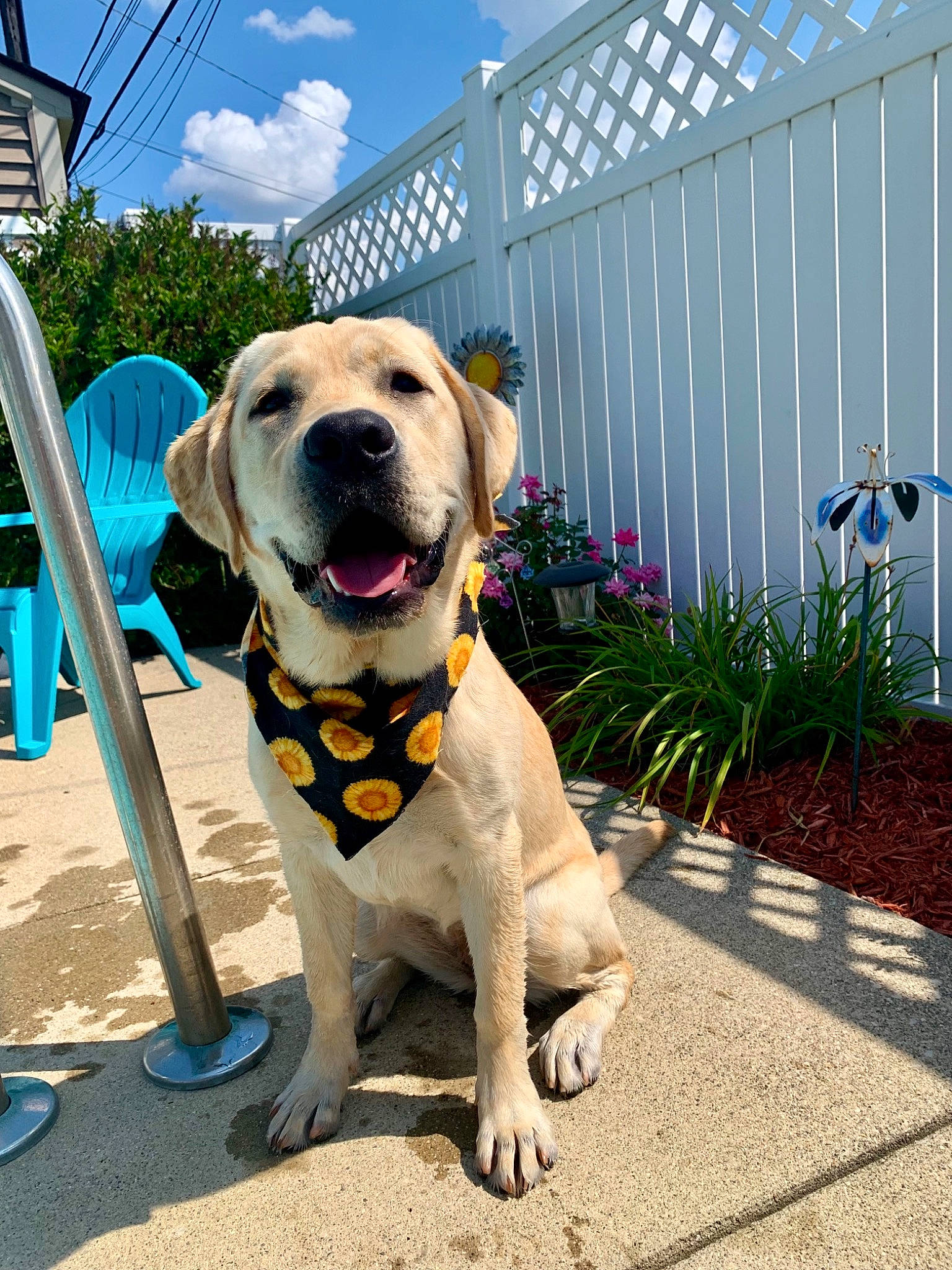 Happy is registered to the contest to win money with this photo: blue, building, carnivore, cloud, collar, companion_dog, dog, dog_breed, dog_collar, dog_supply, fawn, fence, grass, home_fencing, pet_supply, plant, sky, snout, sporting_group, tree