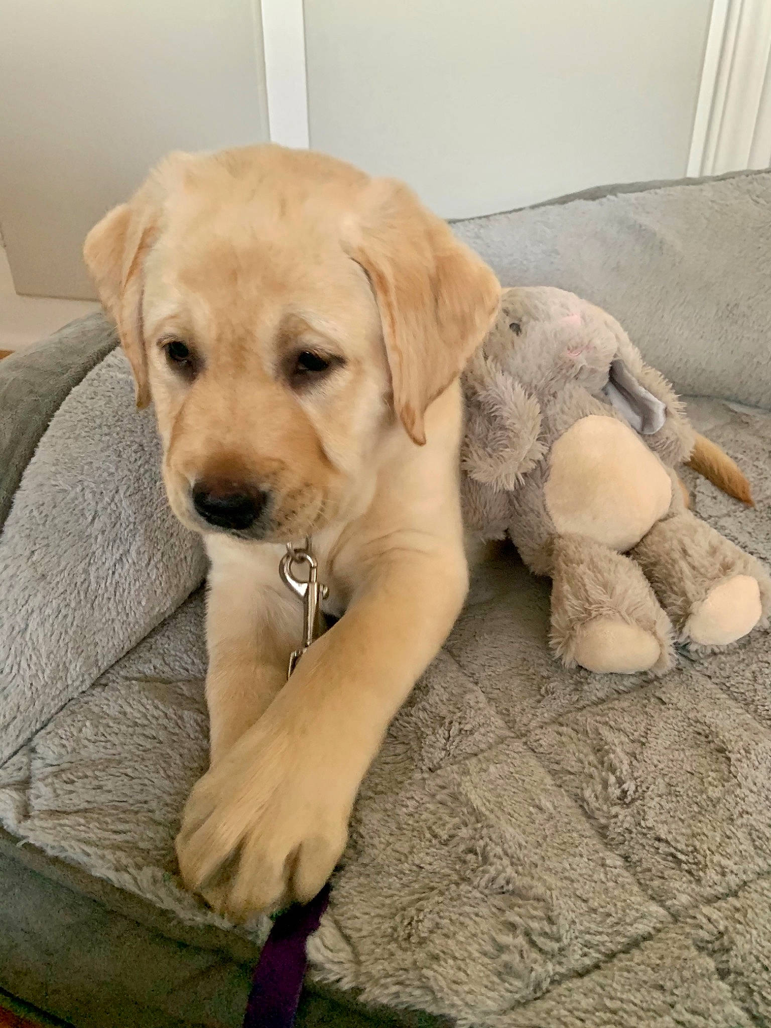 Happy joined the competition — help win amazing prizes! carnivore, collar, comfort, companion_dog, dog, dog_breed, dog_collar, dog_supply, fawn, flooring, fur, gun_dog, paw, pet_supply, retriever, snout, sporting_group, tail, wood, working_animal