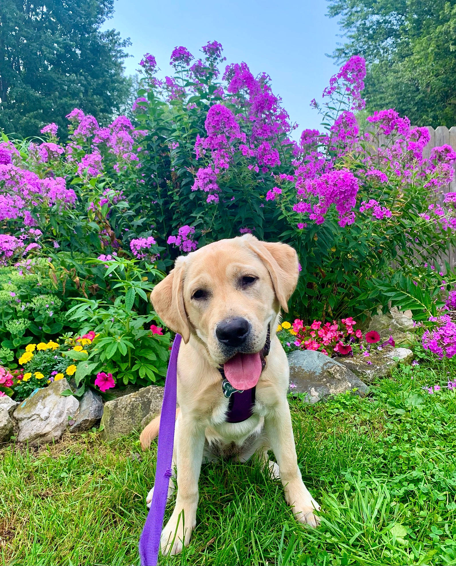 Happy joined the competition — help win amazing prizes! carnivore, collar, companion_dog, dog, dog_breed, dog_collar, fawn, flower, grass, grass_family, groundcover, lawn, leash, meadow, plant, shrub, sky, summer, tail, tree