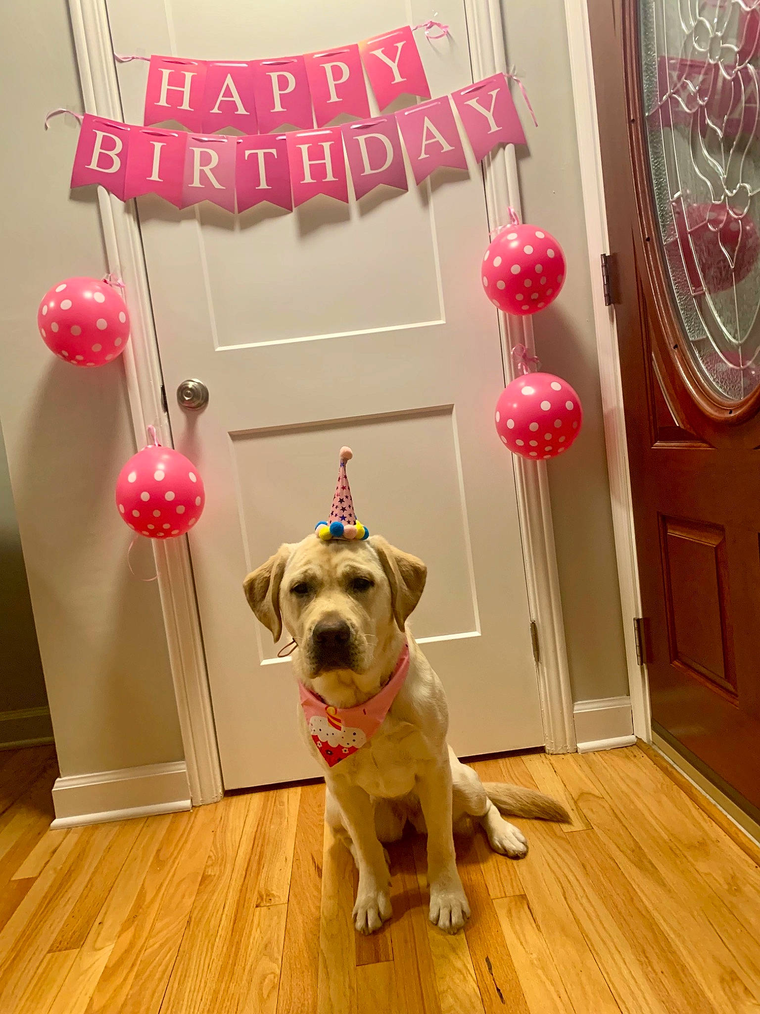 Happy is registered to the contest to win money with this photo: carnivore, collar, companion_dog, dog, dog_breed, dog_collar, door, fawn, floor, flooring, hardwood, interior_design, laminate_flooring, pet_supply, table, window, wood, wood_flooring, wood_stain, working_animal