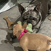 Enzo And Kiwi is registered to the contest to win money with this photo: dog, playful, toy, dog_bed, indoor, chew_toy, brown_dog, black_dog, pet, animal, collar, floor, furniture, resting, cute, companions, interaction, close_up, domestic, relaxation