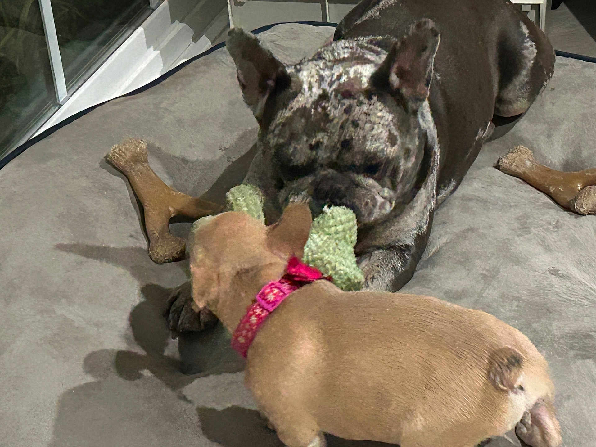 Enzo And Kiwi is registered to the contest to win money with this photo: dog, playful, toy, dog_bed, indoor, chew_toy, brown_dog, black_dog, pet, animal, collar, floor, furniture, resting, cute, companions, interaction, close_up, domestic, relaxation