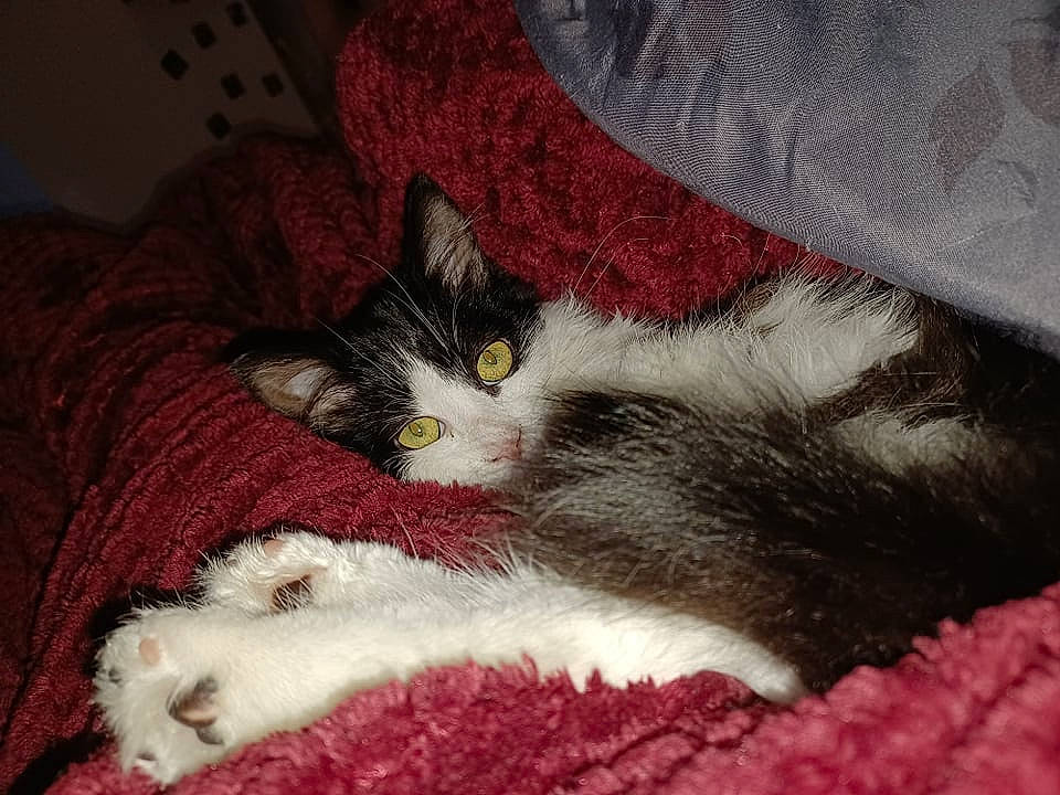 Swiffer a rejoint le concours — aidez-le/la à gagner de superbes lots ! carmine, carnivore, cat, cat_supply, claw, comfort, creative_arts, domestic_short_haired_cat, felidae, fur, grey, linens, nap, paw, small_to_medium_sized_cats, tail, textile, whiskers, woolen, woven_fabric