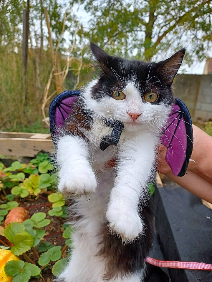 Swiffer a rejoint le concours — aidez-le/la à gagner de superbes lots ! canidae, carnivore, cat, companion_dog, domestic_short_haired_cat, fawn, felidae, foot, fur, grass, human_leg, paw, plant, sitting, sky, small_to_medium_sized_cats, tail, tree, walking, whiskers