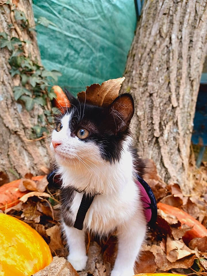 Swiffer a rejoint le concours — aidez-le/la à gagner de superbes lots ! calabaza, carnivore, cat, citrus, fawn, felidae, mandarin_orange, natural_foods, orange, plant, pumpkin, rangpur, small_to_medium_sized_cats, tangelo, tree, trunk, valencia_orange, whiskers, wood, woody_plant