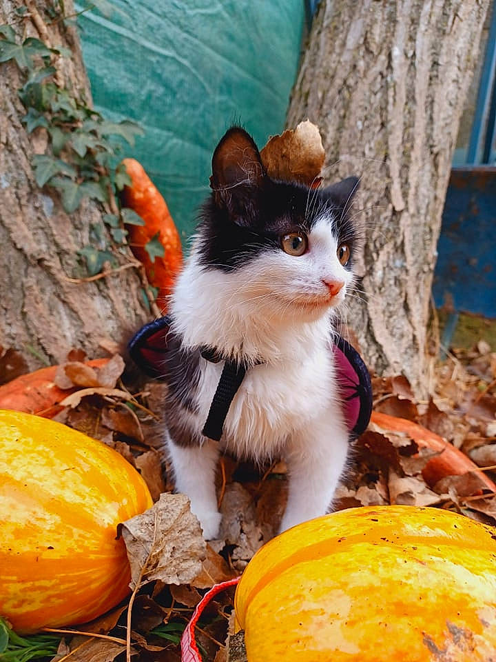 Swiffer participe au concours pour gagner de l'argent avec cette photo : calabaza, carnivore, cat, cucurbita, fawn, felidae, fruit, gourd, grass, natural_foods, plant, pumpkin, small_to_medium_sized_cats, squash, tree, trunk, whiskers, winter_squash, wood, woody_plant