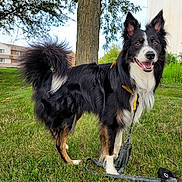 Gotham joined the competition — help win amazing prizes! dog, black_and_white, fluffy_tail, grass, leash, tree, outdoor, pet, canine, happy, smiling, fur, nature, animal, park, daylight, ears_up, tongue_out, standing, collar