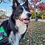 Gotham joined the competition — help win amazing prizes! dog, service_dog, black_and_white, outdoor, autumn, fall_leaves, grass, trees, smiling, canine, pet, nature, park, animal, ears_up, happy, close_up, daylight, vibrant_colors, friendly