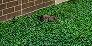 Gotham is registered to the contest to win money with this photo: rabbit, animal, grass, greenery, clover, brick_wall, outdoor, nature, small_animal, wildlife, window_ac, brown, fur, quiet, peaceful, resting, ground_cover, daylight, urban_nature, camouflage