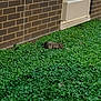 rabbit, animal, grass, greenery, clover, brick_wall, outdoor, nature, small_animal, wildlife, window_ac, brown, fur, quiet, peaceful, resting, ground_cover, daylight, urban_nature, camouflage