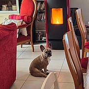 Raymond a rejoint le concours — aidez-le/la à gagner de superbes lots ! armchair, book, bookshelf, chair, cozy, cushion, dog, fireplace, floor_tile, french_bulldog, furniture, home, indoor, living_room, pet, pillow, relaxation, sitting, warm_light, wooden_chair