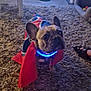 Raymond a rejoint le concours — aidez-le/la à gagner de superbes lots ! animal, cape, carpet, costume, cozy, curious, cute, dog, floor, footwear, french_bulldog, furniture, glowing_collar, home, indoor, living_room, pet, rug, table, television