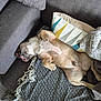 Raymond participe au concours pour gagner de l'argent avec cette photo : animal, blanket, canine, comfort, couch, cozy, cute, dog, domestic, fur, furniture, home, indoor, living_room, napping, pet, pillow, relaxing, resting, sleeping