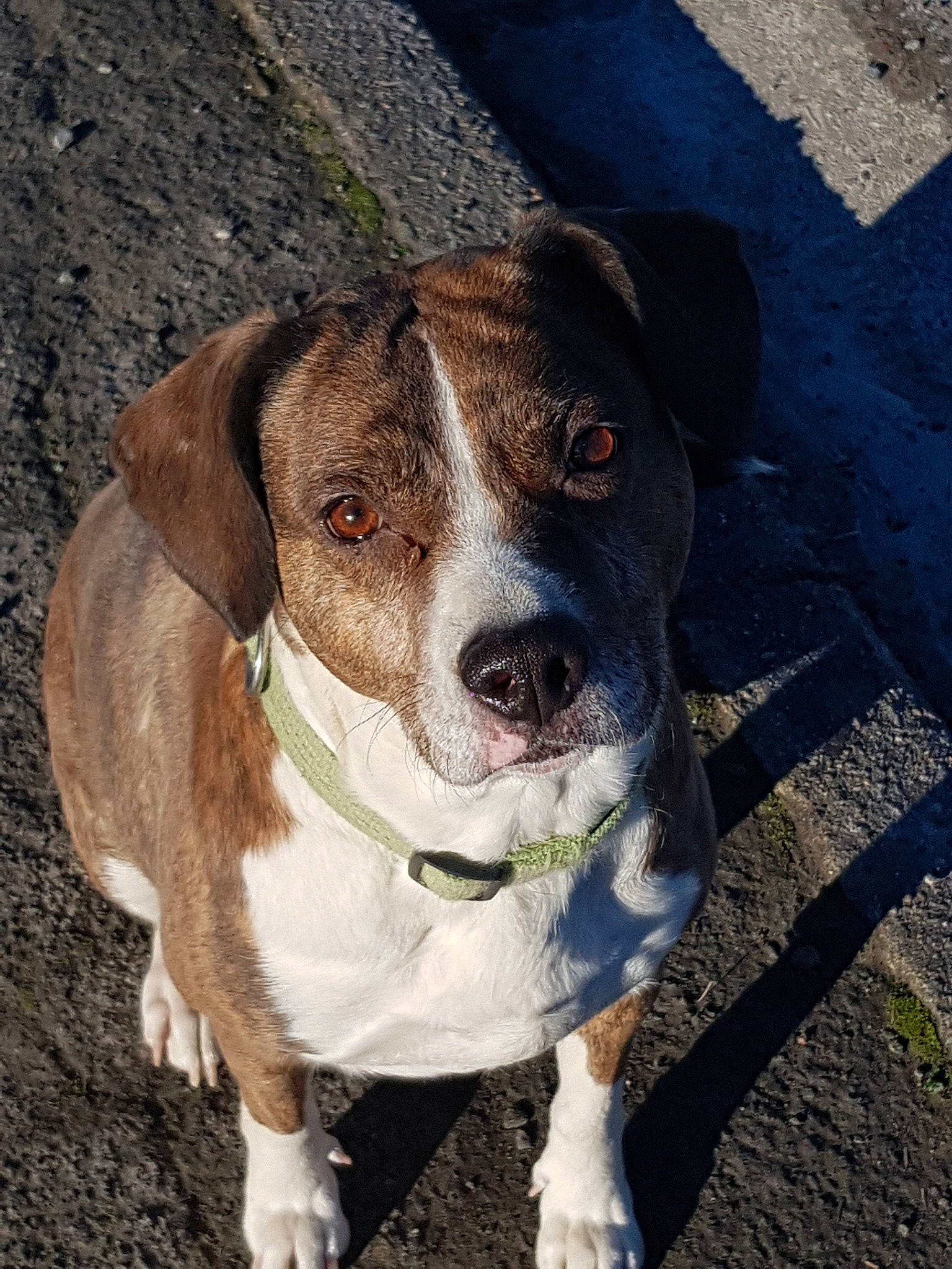 Irka participe au concours pour gagner de l'argent avec cette photo : adventure, american_pit_bull_terrier, american_staffordshire_terrier, canidae, carnivore, companion_dog, dog, dog_breed, fawn, mammal, non_sporting_group, pit_bull, rare_breed_dog, snout, sporting_group, valley_bulldog, vertebrate, whiskers