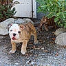 Shana participe au concours pour gagner de l'argent avec cette photo : bulldog, puppy, dog, second_dog, animal, pet, outdoor, backyard, garden, gravel, rocks, shrubbery, plants, shed, standing, wrinkled_face, collar, short_fur, canine, portrait