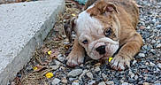 Shana participe au concours pour gagner de l'argent avec cette photo : dog, bulldog, puppy, animal, pet, lying_down, gravel, rocks, outdoor, close_up, wrinkles, brown_and_white, sad_expression, paws, snout, ears, leaves, concrete, ground, portrait