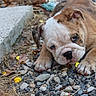 dog, bulldog, puppy, animal, pet, lying_down, gravel, rocks, outdoor, close_up, wrinkles, brown_and_white, sad_expression, paws, snout, ears, leaves, concrete, ground, portrait