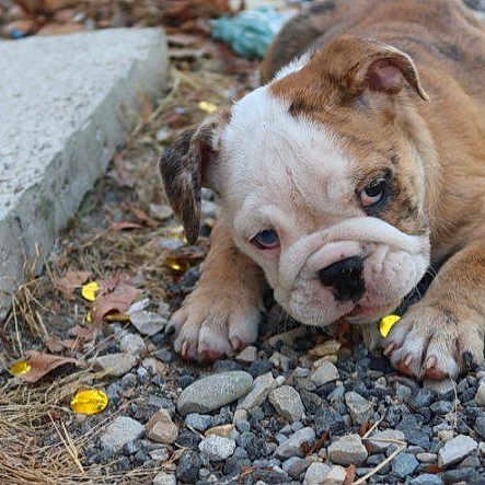 Shana participe au concours pour gagner de l'argent avec cette photo : dog, bulldog, puppy, animal, pet, lying_down, gravel, rocks, outdoor, close_up, wrinkles, brown_and_white, sad_expression, paws, snout, ears, leaves, concrete, ground, portrait