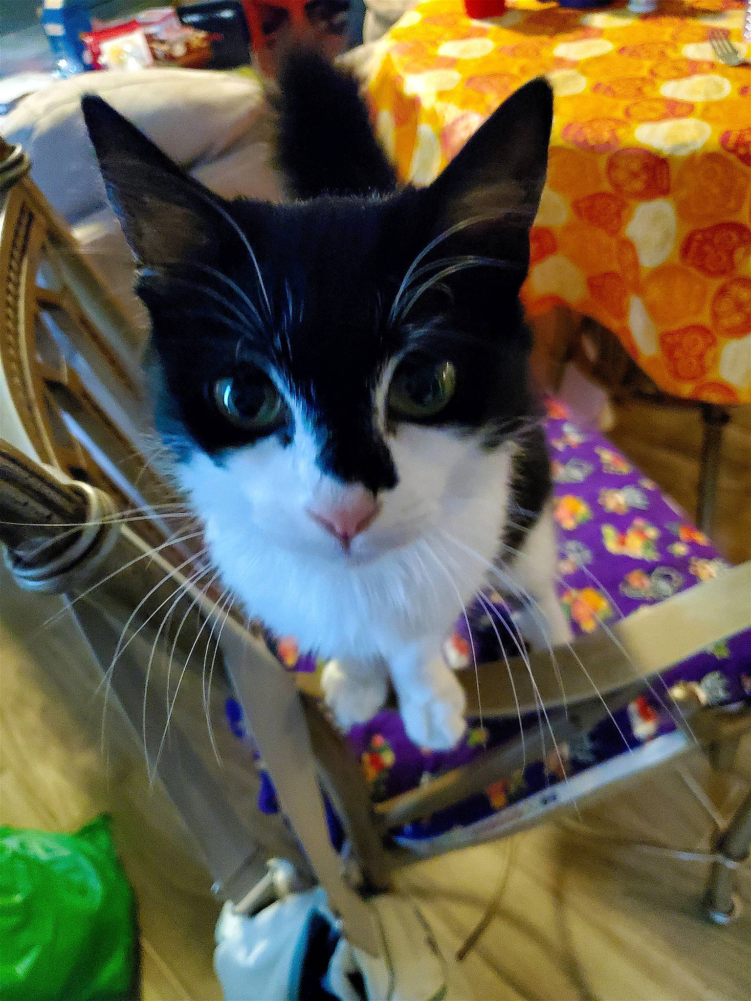 Pixel is registered to the contest to win money with this photo: basket, box, carnivore, cat, domestic_short_haired_cat, electric_blue, felidae, fur, holiday, pattern, paw, pet_supply, service, small_to_medium_sized_cats, snapshot, snout, tail, whiskers