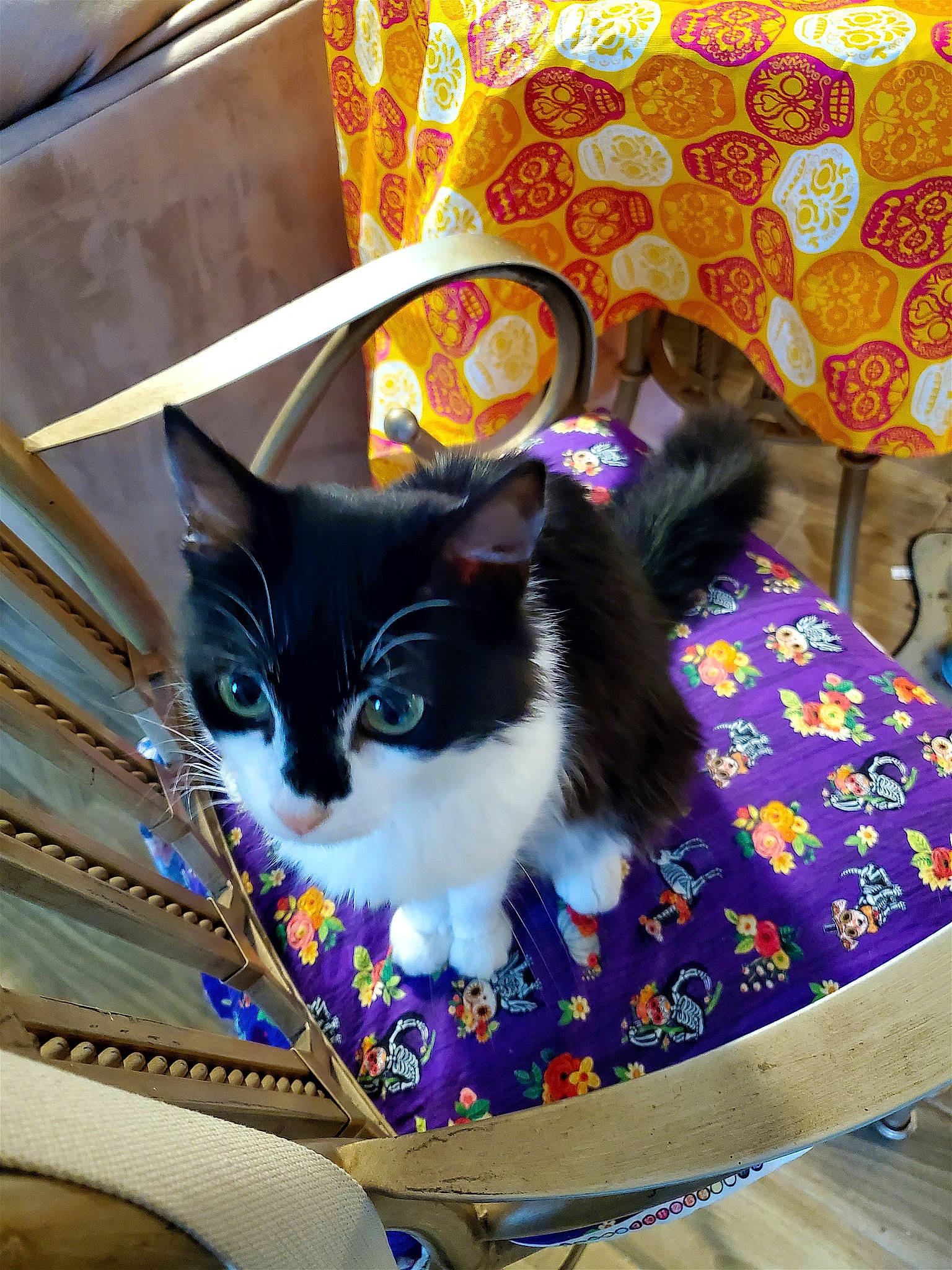 Pixel is registered to the contest to win money with this photo: art, bag, basket, carnivore, cat, cat_supply, comfort, domestic_short_haired_cat, electric_blue, felidae, fur, linens, mammal, pattern, pet_supply, small_to_medium_sized_cats, tail, textile, visual_arts, whiskers