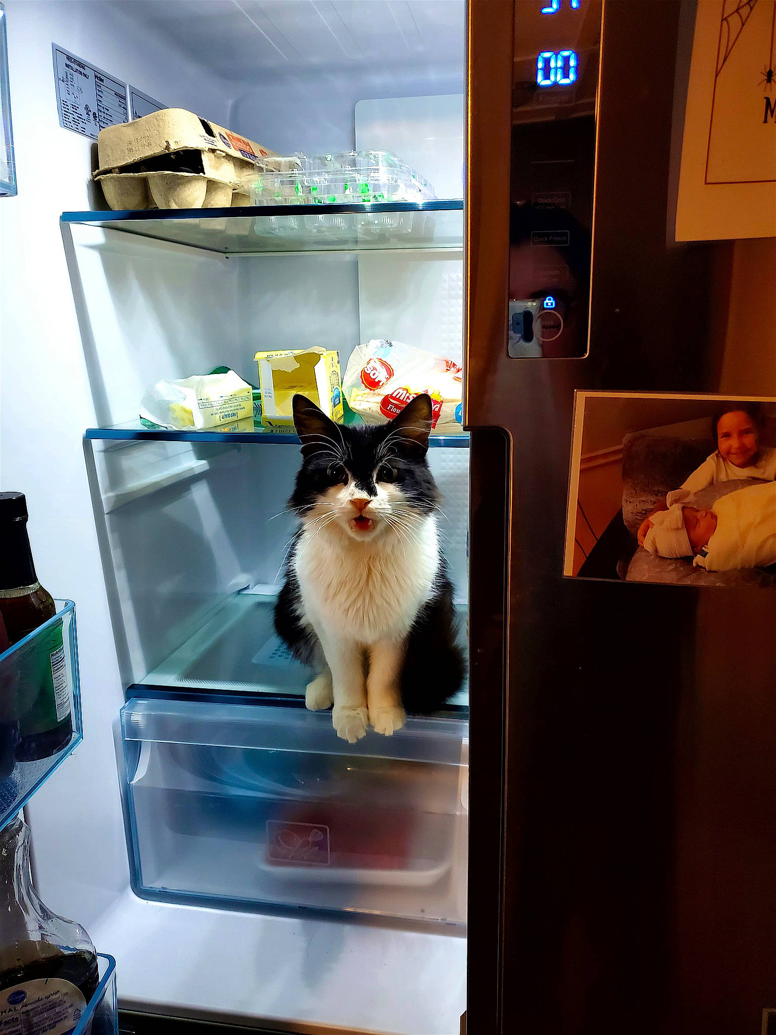 Pixel is registered to the contest to win money with this photo: box, carnivore, cat, display_case, display_device, domestic_short_haired_cat, door, felidae, fur, home_appliance, interior_design, machine, major_appliance, refrigerator, room, shelf, shelving, small_to_medium_sized_cats, whiskers