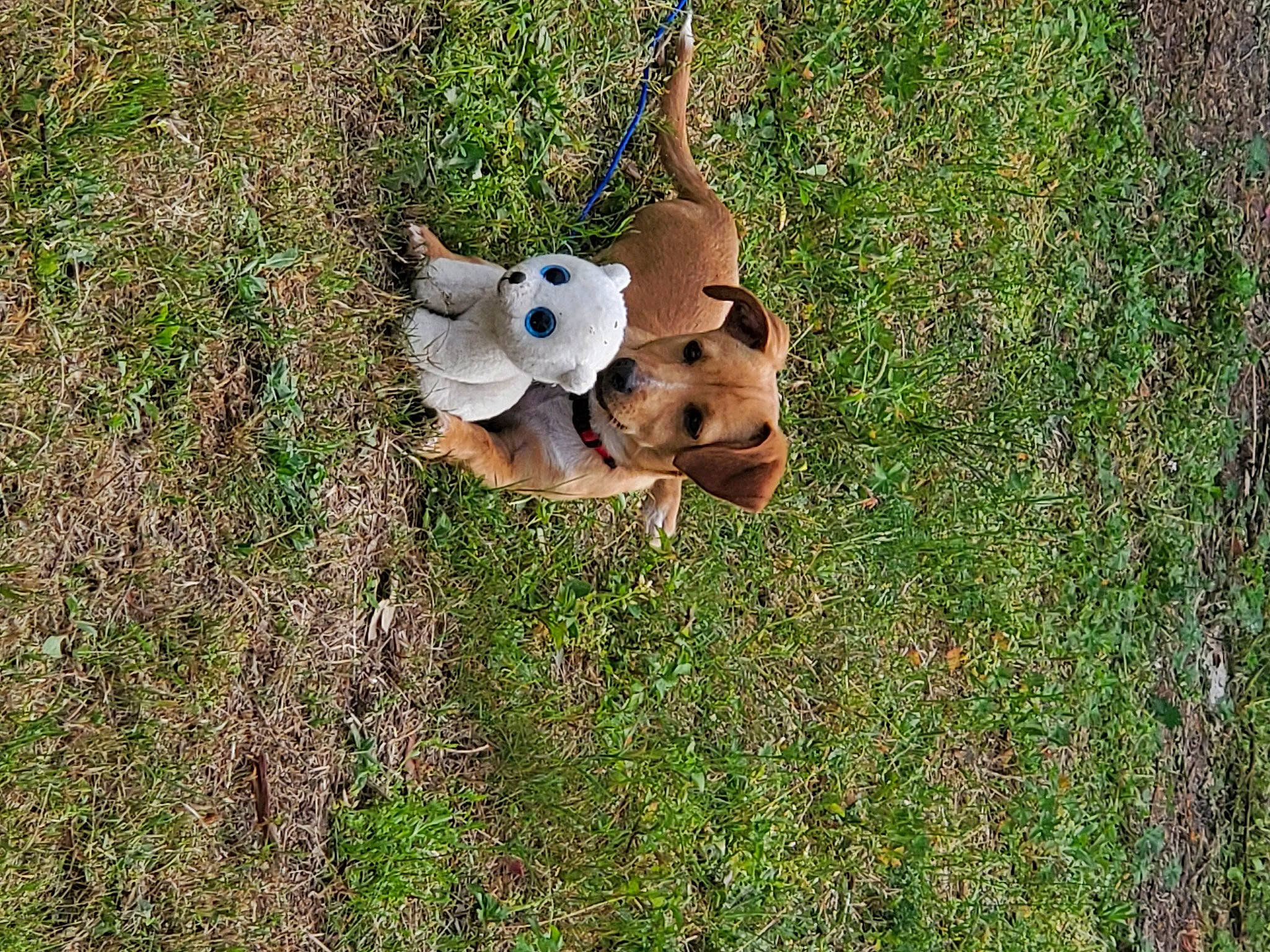 Hicka joined the competition — help win amazing prizes! canidae, carnivore, companion_dog, dog, dog_breed, fawn, grass, grass_family, grassland, groundcover, lawn, lawn_ornament, plant, snout, sporting_group, stuffed_toy, terrestrial_animal, toy, wood, working_animal