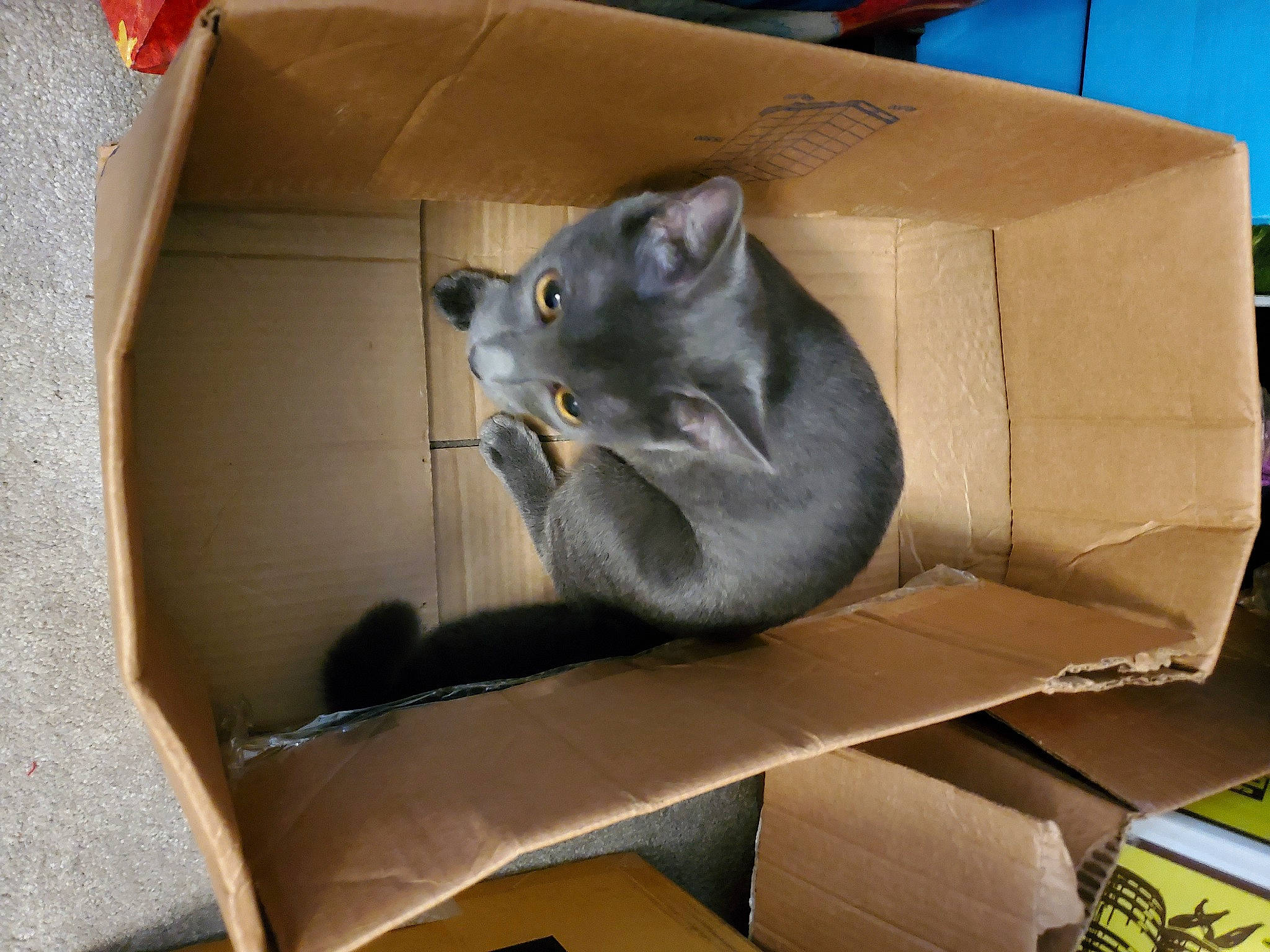 Blaze is registered to the contest to win money with this photo: box, cardboard, carnivore, carton, cat, comfort, domestic_short_haired_cat, fawn, felidae, marsupial, packaging_and_labeling, packing_materials, room, shipping_box, small_to_medium_sized_cats, snout, tail, whiskers, window, wood