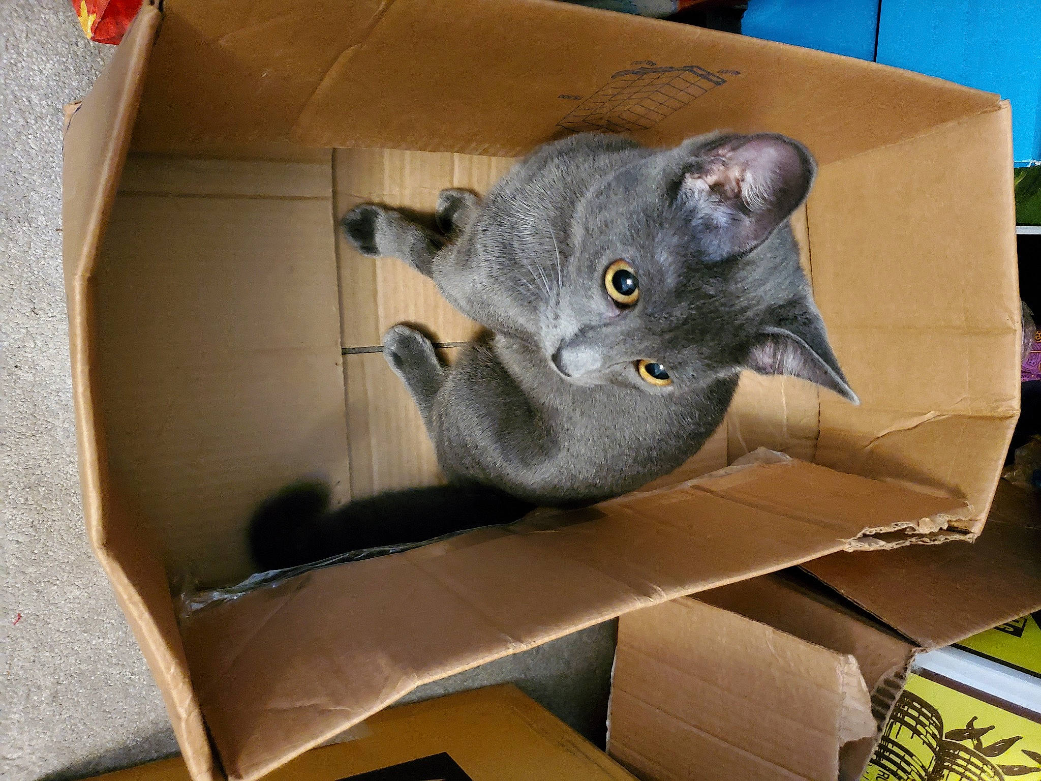Blaze is registered to the contest to win money with this photo: box, cardboard, carnivore, carton, cat, comfort, domestic_short_haired_cat, felidae, fur, grey, packaging_and_labeling, packing_materials, room, russian_blue, shipping_box, small_to_medium_sized_cats, tail, whiskers, window, wood