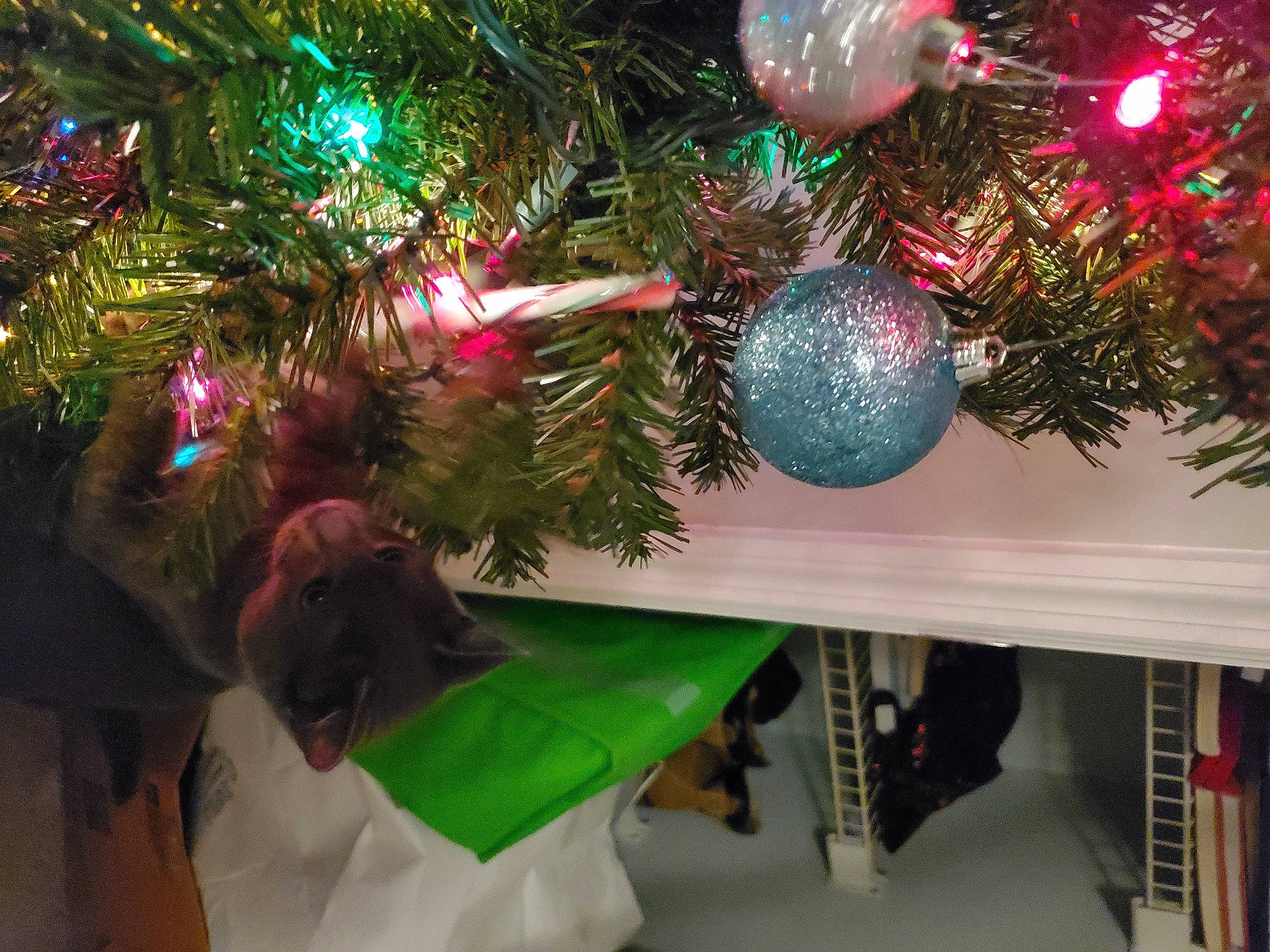 Blaze is registered to the contest to win money with this photo: branch, christmas, christmas_decoration, christmas_eve, christmas_ornament, christmas_tree, conifer, decoration, event, evergreen, holiday, holiday_ornament, light, lighting, magenta, ornament, plant, tradition, tree, woody_plant