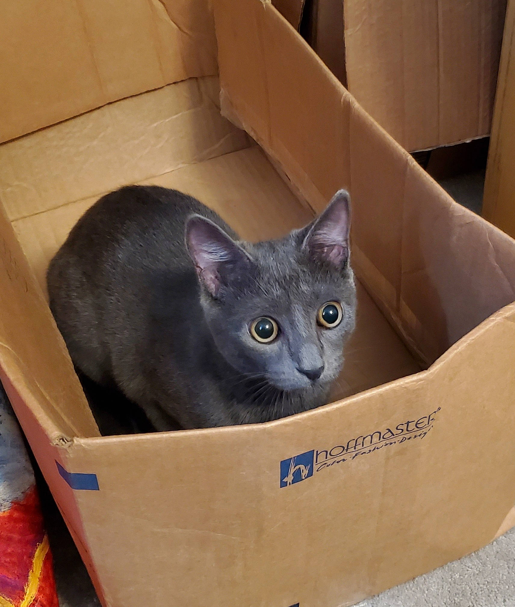 Blaze joined the competition — help win amazing prizes! box, cardboard, carnivore, carton, cat, cat_supply, domestic_short_haired_cat, felidae, packaging_and_labeling, packing_materials, paper_product, russian_blue, shipping_box, small_to_medium_sized_cats, whiskers, window, wood