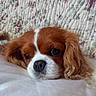 animal, black_nose, brown, canine, cavalier_king_charles_spaniel, close_up, companion, cute, dog, floral_pattern, fur, indoors, laying_down, pet, portrait, quilted_background, resting, sleepy, soft_texture, white