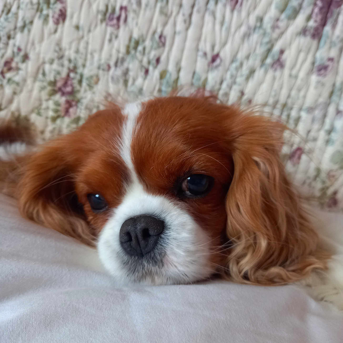 Rosine a rejoint le concours — aidez-le/la à gagner de superbes lots ! animal, black_nose, brown, canine, cavalier_king_charles_spaniel, close_up, companion, cute, dog, floral_pattern, fur, indoors, laying_down, pet, portrait, quilted_background, resting, sleepy, soft_texture, white