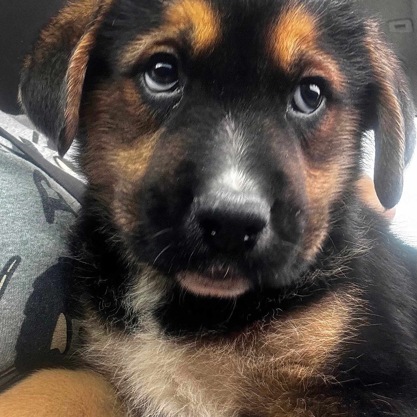 Brutus Maximus is registered to the contest to win money with this photo: adorable, animal, black, brown, car, close_up, cute, dog, eyes, face, fur, indoors, lap, pet, portrait, puppy, resting, soft, tan, young