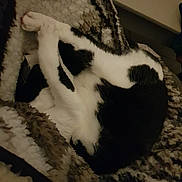 Abby a rejoint le concours — aidez-le/la à gagner de superbes lots ! cat, black_and_white, blanket, cozy, furry, sleeping, curled_up, indoor, pet, fur, comfort, resting, warm, soft, animal, close_up, texture, relaxing, home, sleep