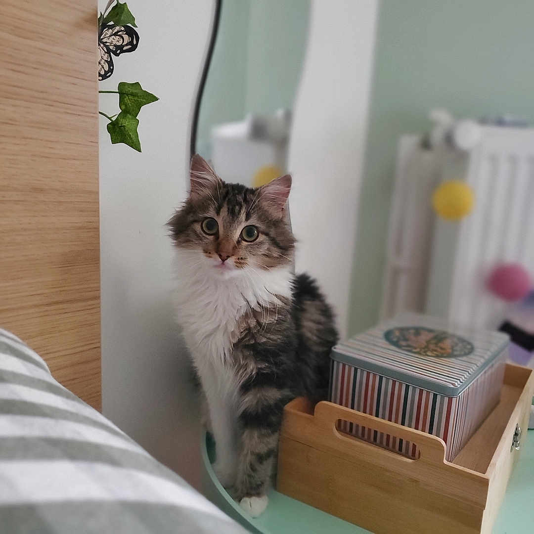 Maya a rejoint le concours — aidez-le/la à gagner de superbes lots ! animal, architecture, bed, bookcase, box, building, cat, furniture, hardwood, indoors, kitten, livingroom, manx, pet, plant, plywood, pottedplant, room, shelf, wood