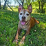dog, brown_dog, grass, outdoor, sunny, park, trees, tongue_out, pet, canine, animal, ears, nature, happy, lying_down, greenery, summer, daylight, playful, mammal