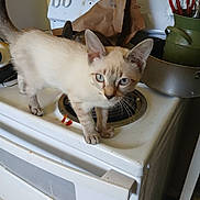 Zimma is registered to the contest to win money with this photo: animal, blue_eyes, brown_paper_bag, cat, claws, close_up, countertop, curious, domestic, ears, feline, indoor, kitchen, pet, standing, stove, tail, utensils, whiskers, white_appliance