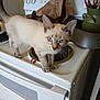 animal, blue_eyes, brown_paper_bag, cat, claws, close_up, countertop, curious, domestic, ears, feline, indoor, kitchen, pet, standing, stove, tail, utensils, whiskers, white_appliance