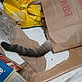 cat, tail, paper_bag, lay's_chips, cardboard, floor, hiding, fluffy_tail, crumpled_paper, snack_bag, indoor, messy, pet, tabby, kitten, playful, curious, brown, white, plastic_wrap
