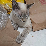 Zimma is registered to the contest to win money with this photo: cat, sleeping, brown_paper, chips, lays, plastic_wrap, paw, closed_eyes, table, indoor, pet, relaxed, fur, whiskers, messy, food_packaging, domestic_animal, resting, cute, animal